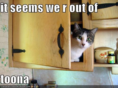 funny-pictures-cat-notices-that-you-are-out-of-tuna2.jpg