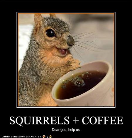 funny-pictures-squirrels-have-discovered-coffee.jpg